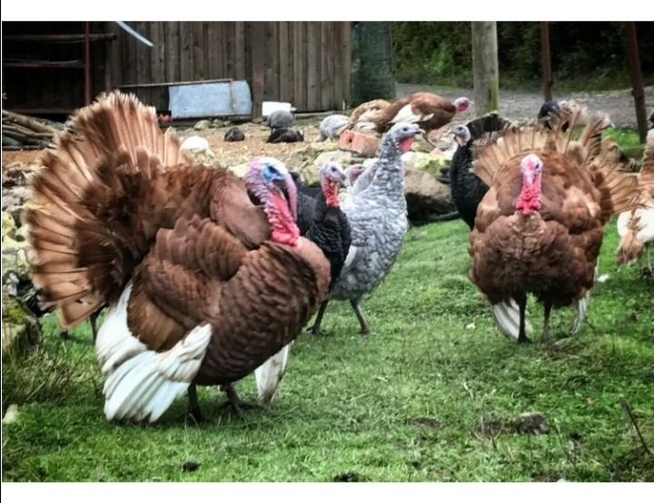 5 пород индюков мясного направления, которые выбирают сибиряки Птичий Двор в Сиб