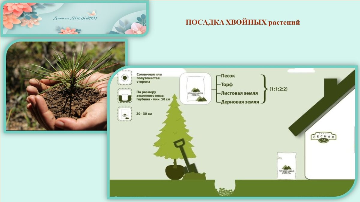 Коллаж 2. Правила посадки хвойных (высаживаем с комом и обеспечиваем дренаж)