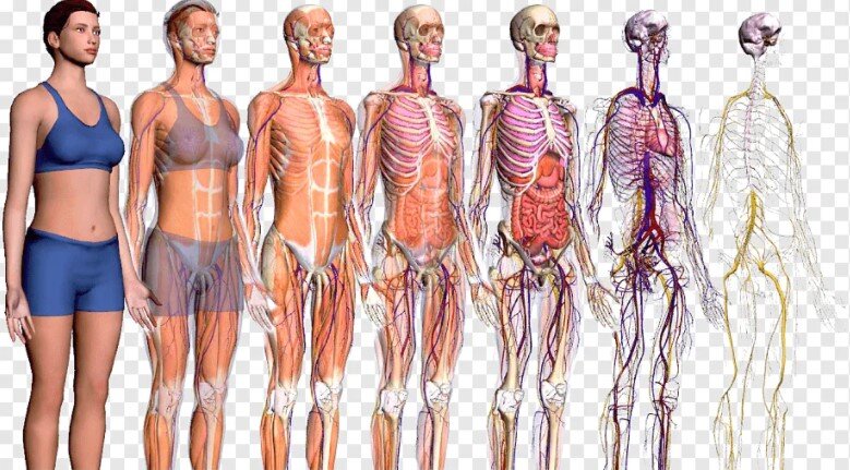 Что мы знаем о своём организме? История и важные открытия в анатомии