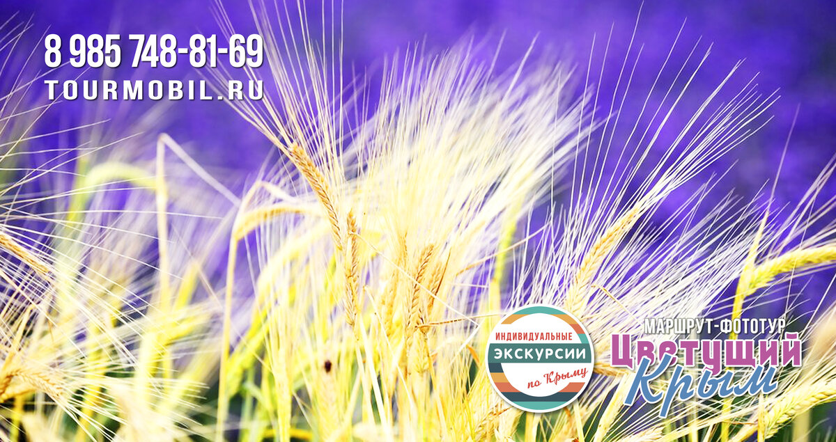 Июнь. Лавандовое поле и пшеница