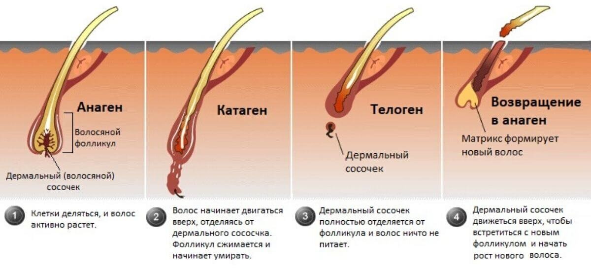 Выпадают волосы – как ухаживать?