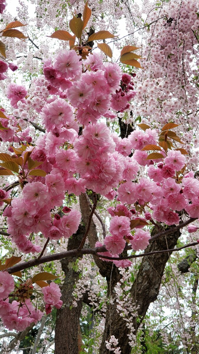 Разные виды сакуры вместе