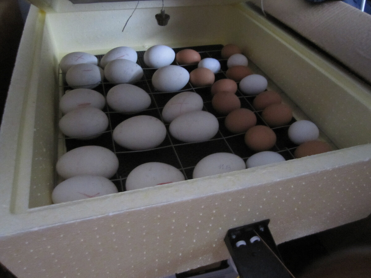 Первая закладка инкубатора. Цыплята и гуси
