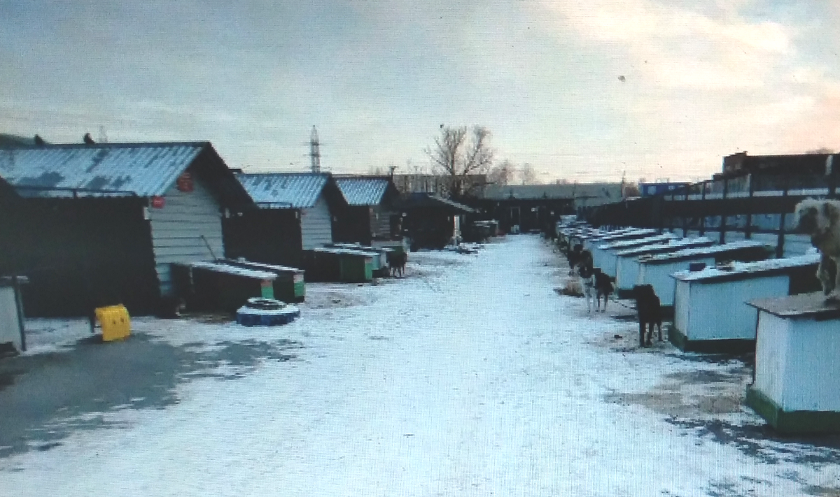 Приют "Друг"