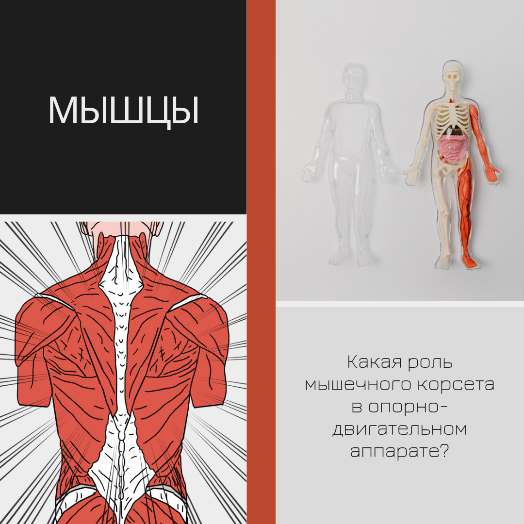 Мышечный корсет спины. Мышечный корсет спины. Мышечный корсет позвоночника. Анатомия спины. Мышечный корсет.