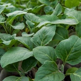 Здоровая рассада баклажан Японский карлик