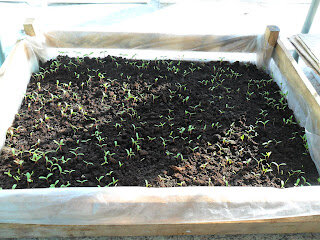 Рассада цветов