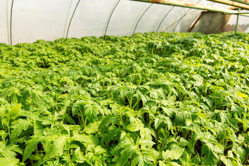 Томаты. Иллюстрация для статьи используется по стандартной лицензии ©dachnyedela.ru