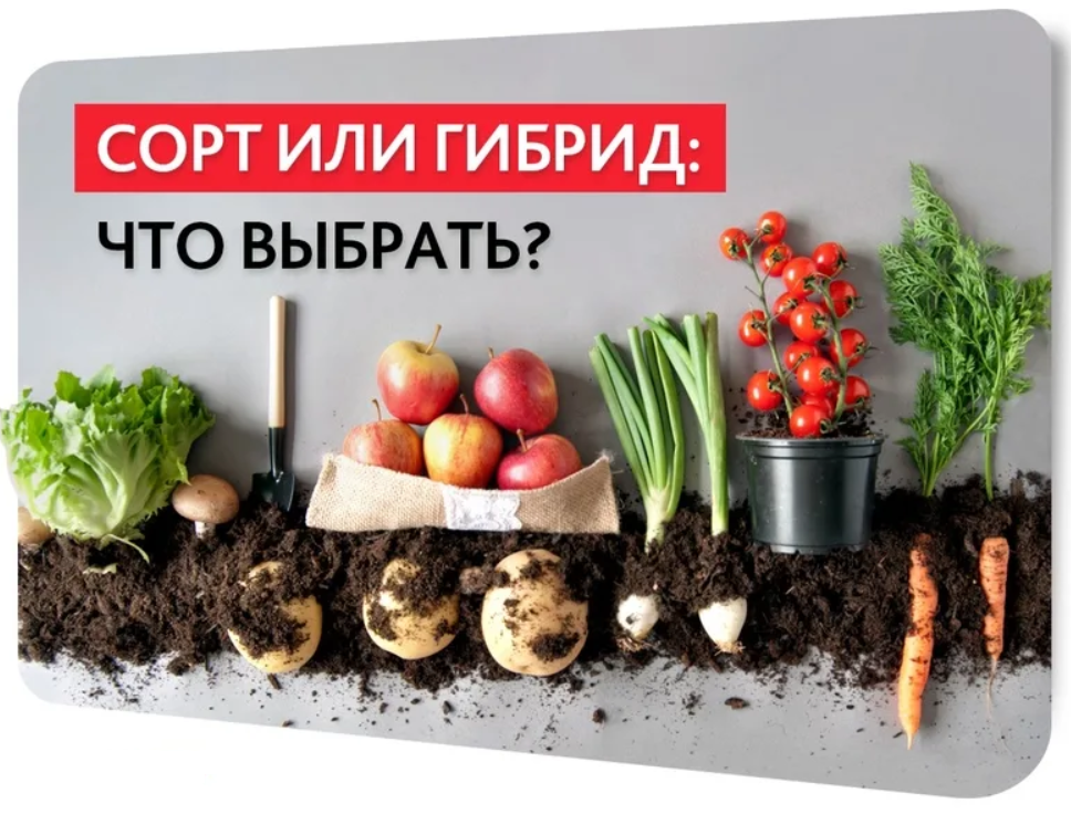 Какие существуют сорта растений?