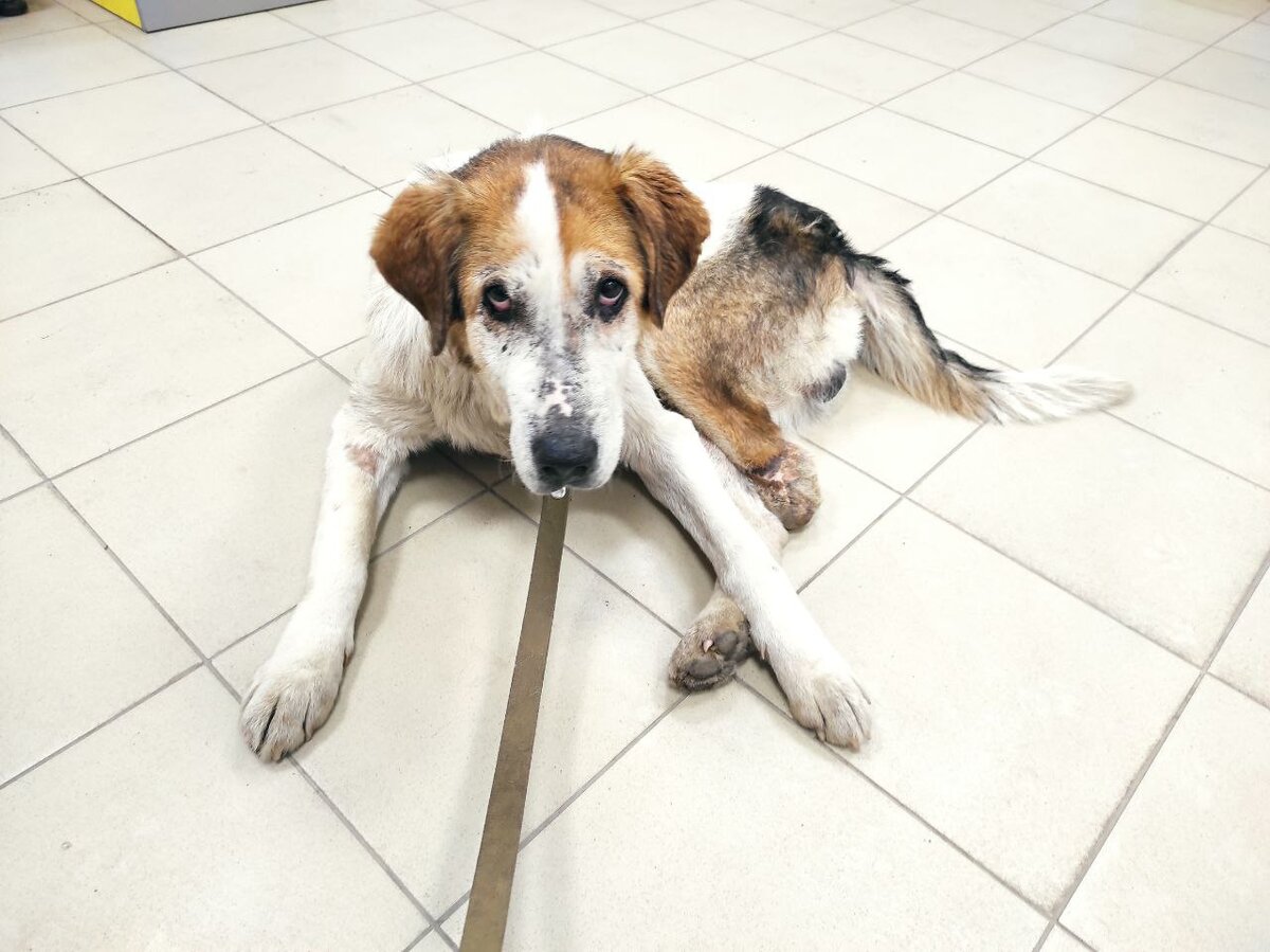 Самый адекватный на свете старичок 