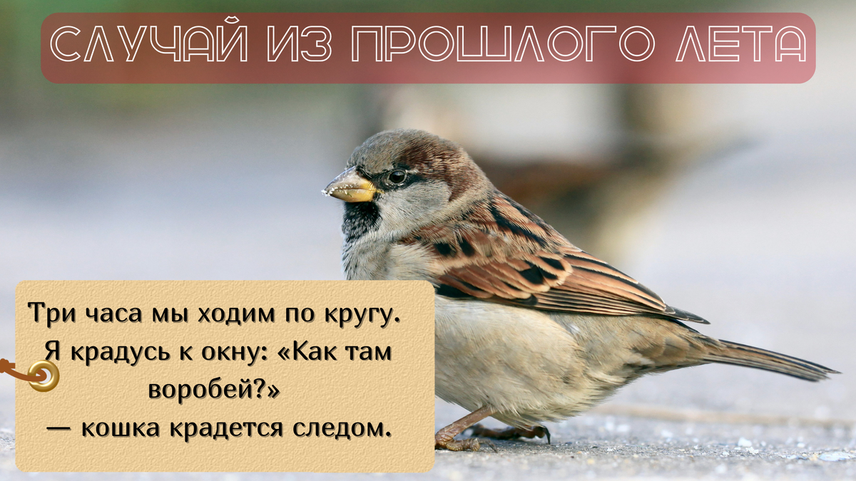 Животные и люди.