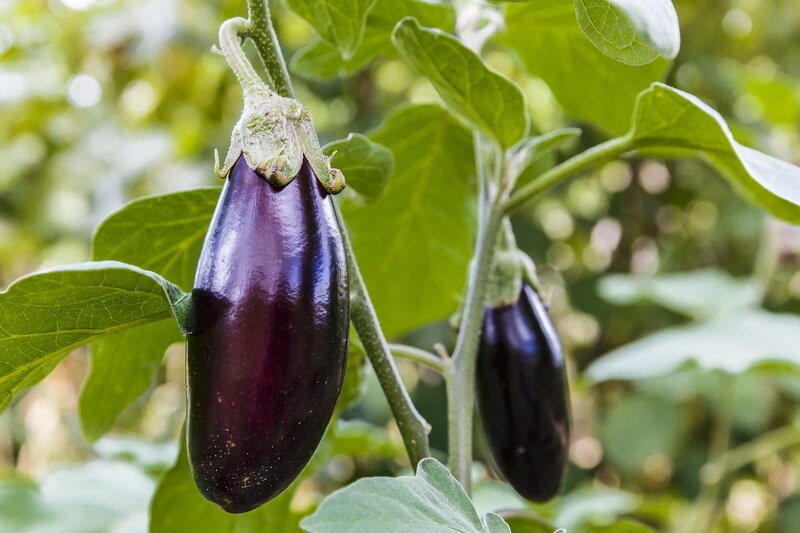 Баклажаны. Иллюстрация для статьи используется по стандартной лицензии ©dachnyedela.ru