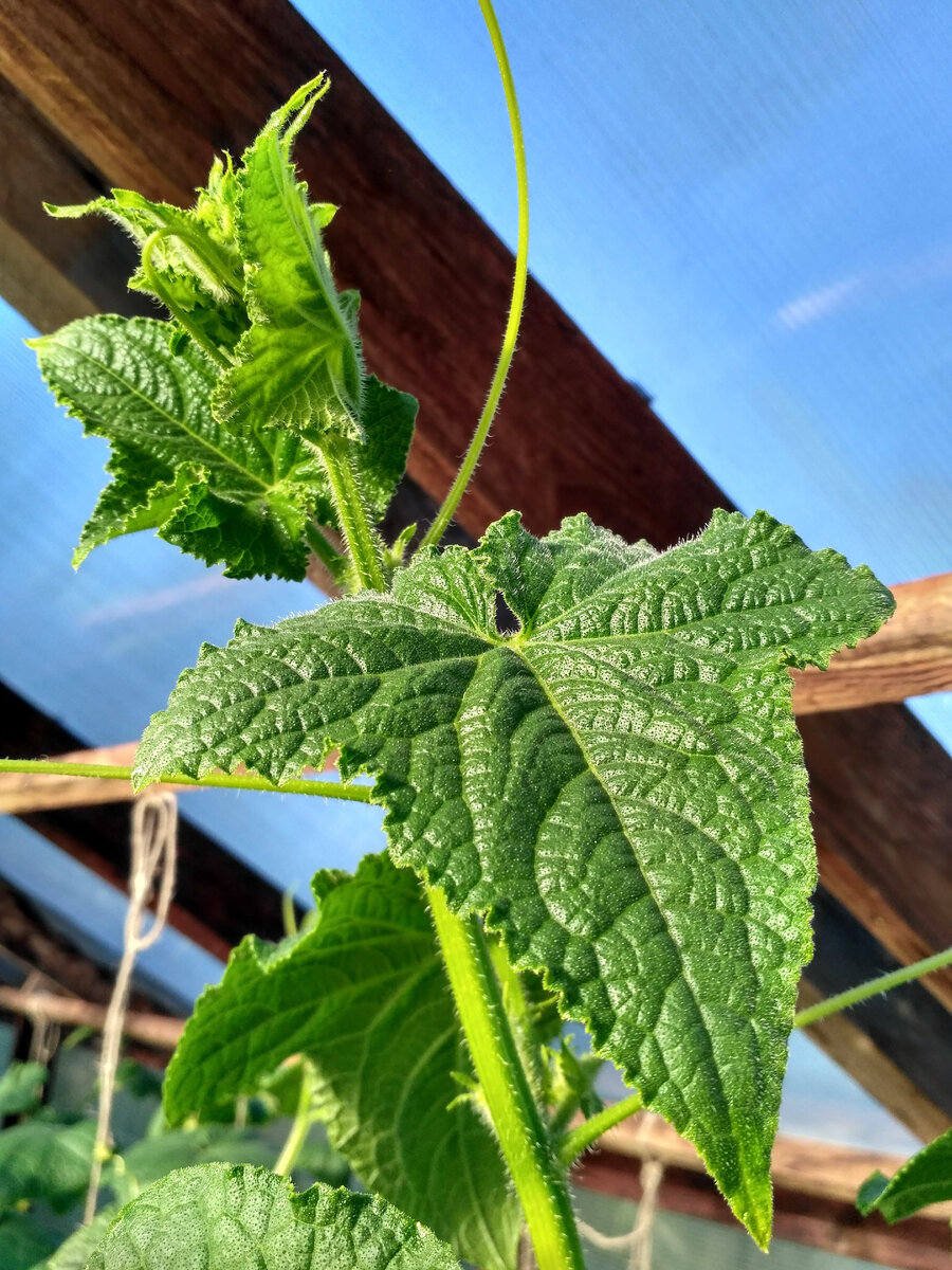 Внешне закалённые огурцы не отличаются от обычных. Но низкие температуры переносят легче. Фото автора