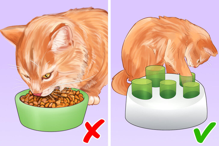Как помочь вашей кошке похудеть | Бери и Делай | Дзен