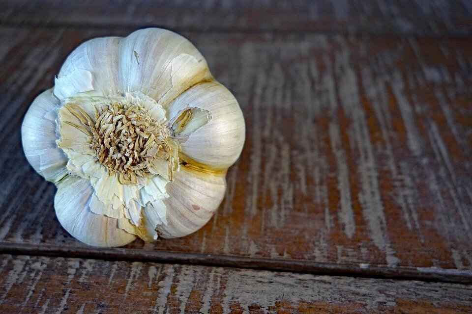 Озимый чеснок. Фото: pixabay.com