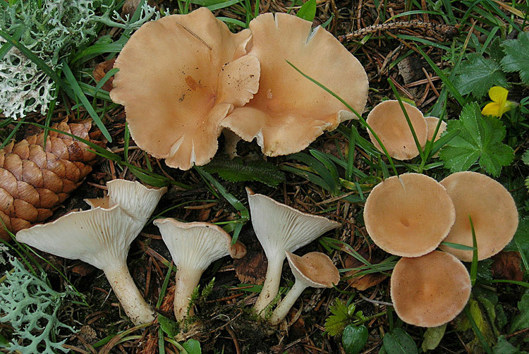 Говорушка ворончатая (Clitocybe gibba) фото и описание