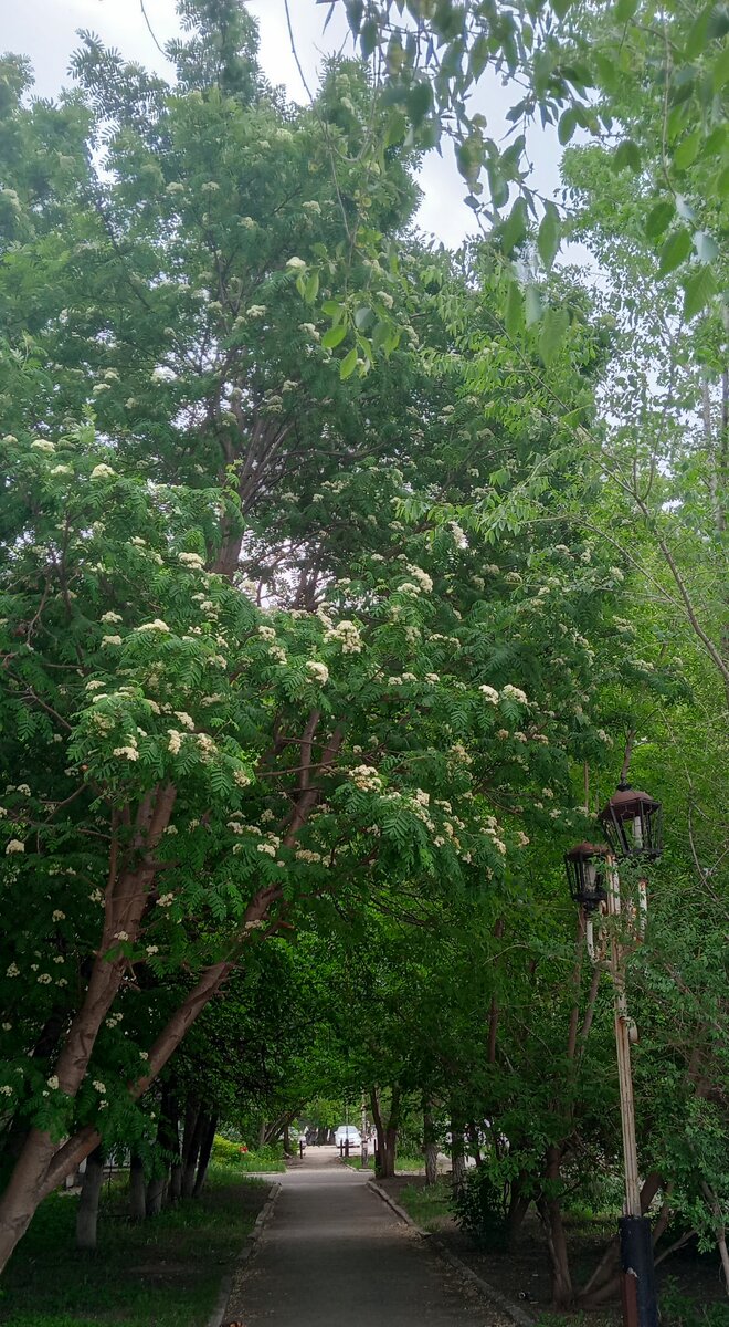 Цветет рябина...запах так себе, но выглядит нарядно))