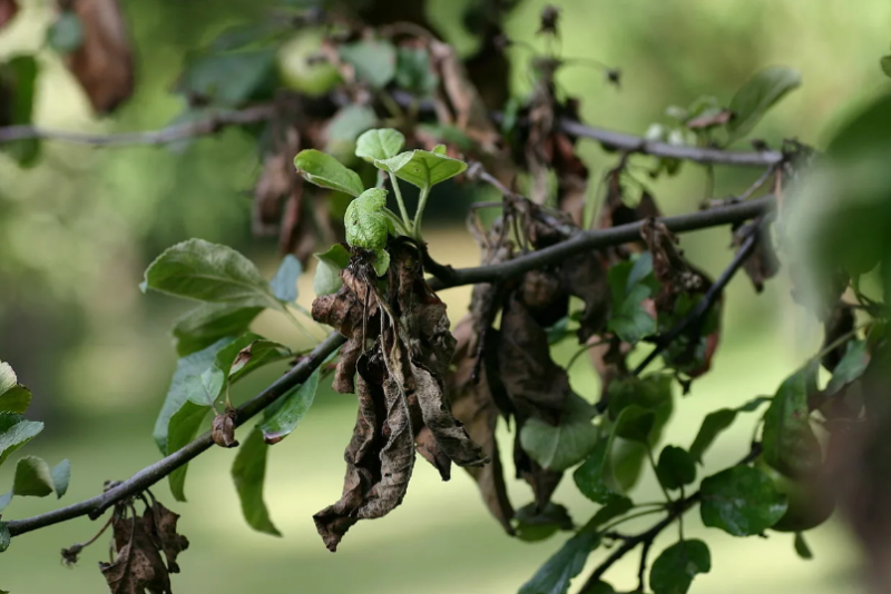 Бактериальный ожог яблони и груши. Фото используется с сайта all-begonias-tamaravn.blogspot.com