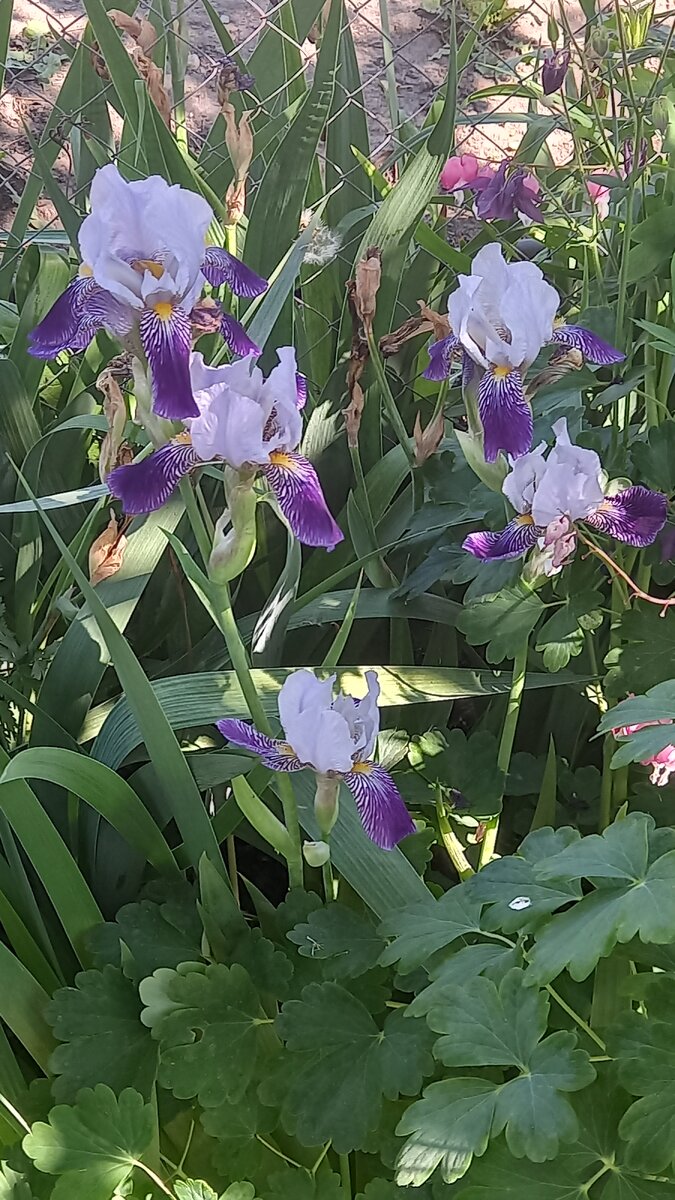 Мои красавцы