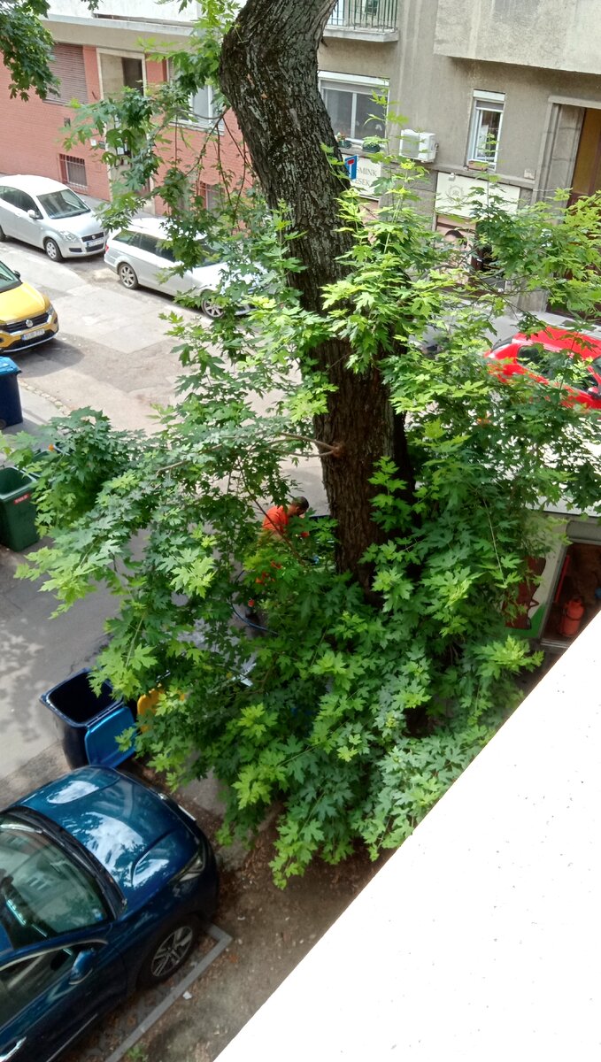 В будапештском дворе 