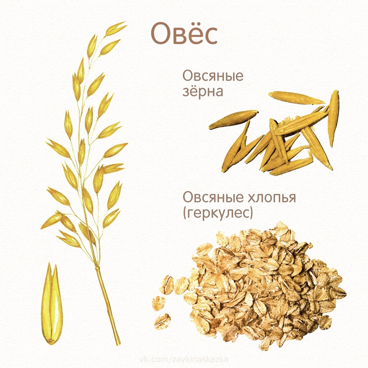 Нарисуй растение хлебный злак 3 класс окружающий мир