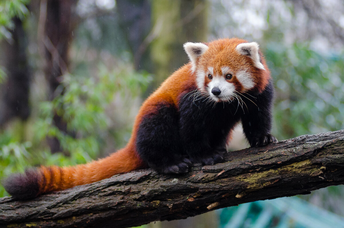 Малая Панда (Ailurus Fulgens