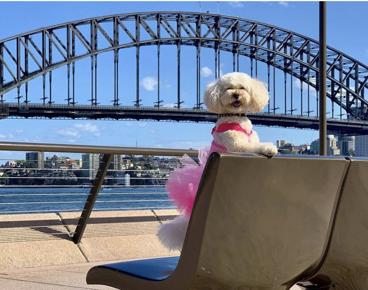 Коко на отдыхе 