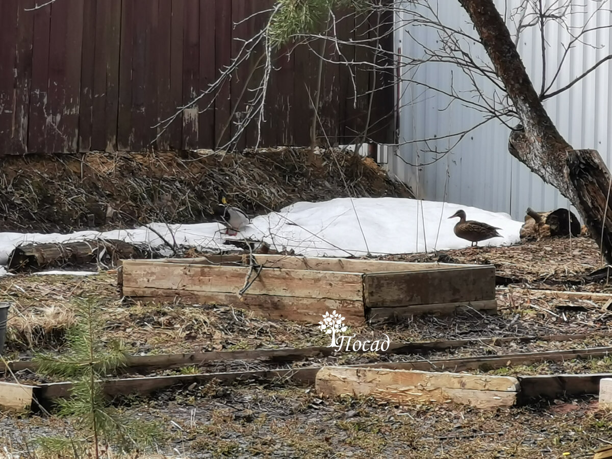 Дикие утки прилетели на участок меня морально поддержать.