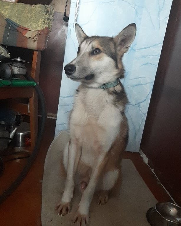 Первый день нашего знакомства. Лис.