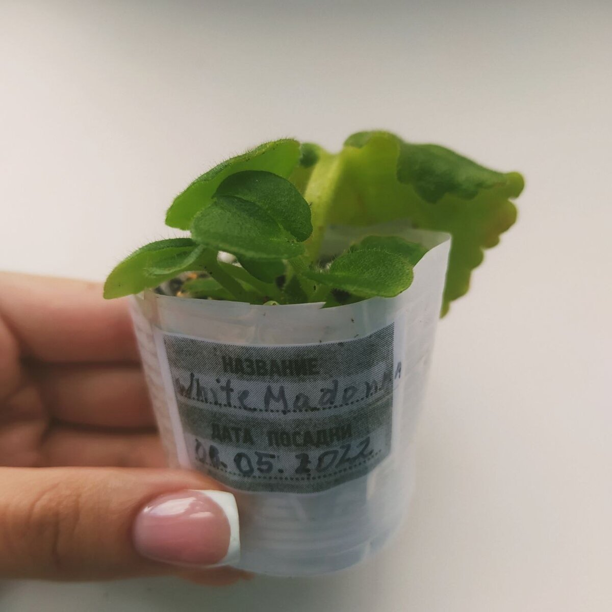 Фото: Записки Веточки