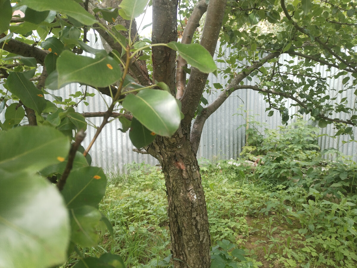 Старая груша?