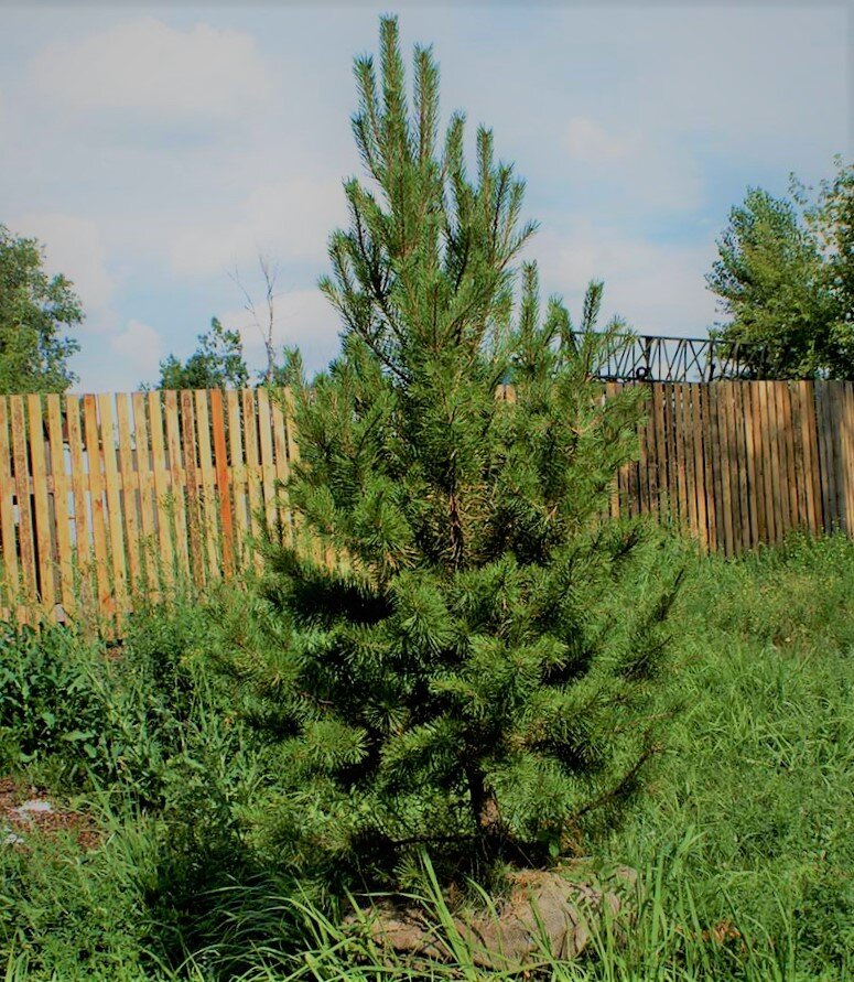 Pinus sylvestris.