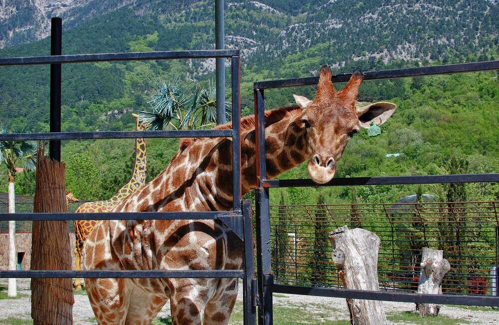 Красавчики жирафы