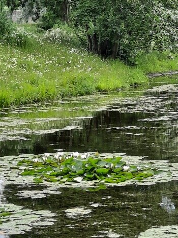 Цветущие лотосы рядом с Феодоровским Государевым Собором – Царское Село.