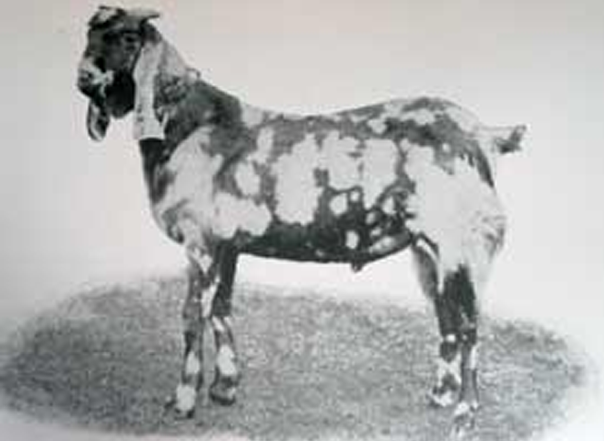 Англо-нубийская коза. Нубийские борцы Джордж Роджер, 1949. Коза англо нубийский с агатом. Англо нубийцы.