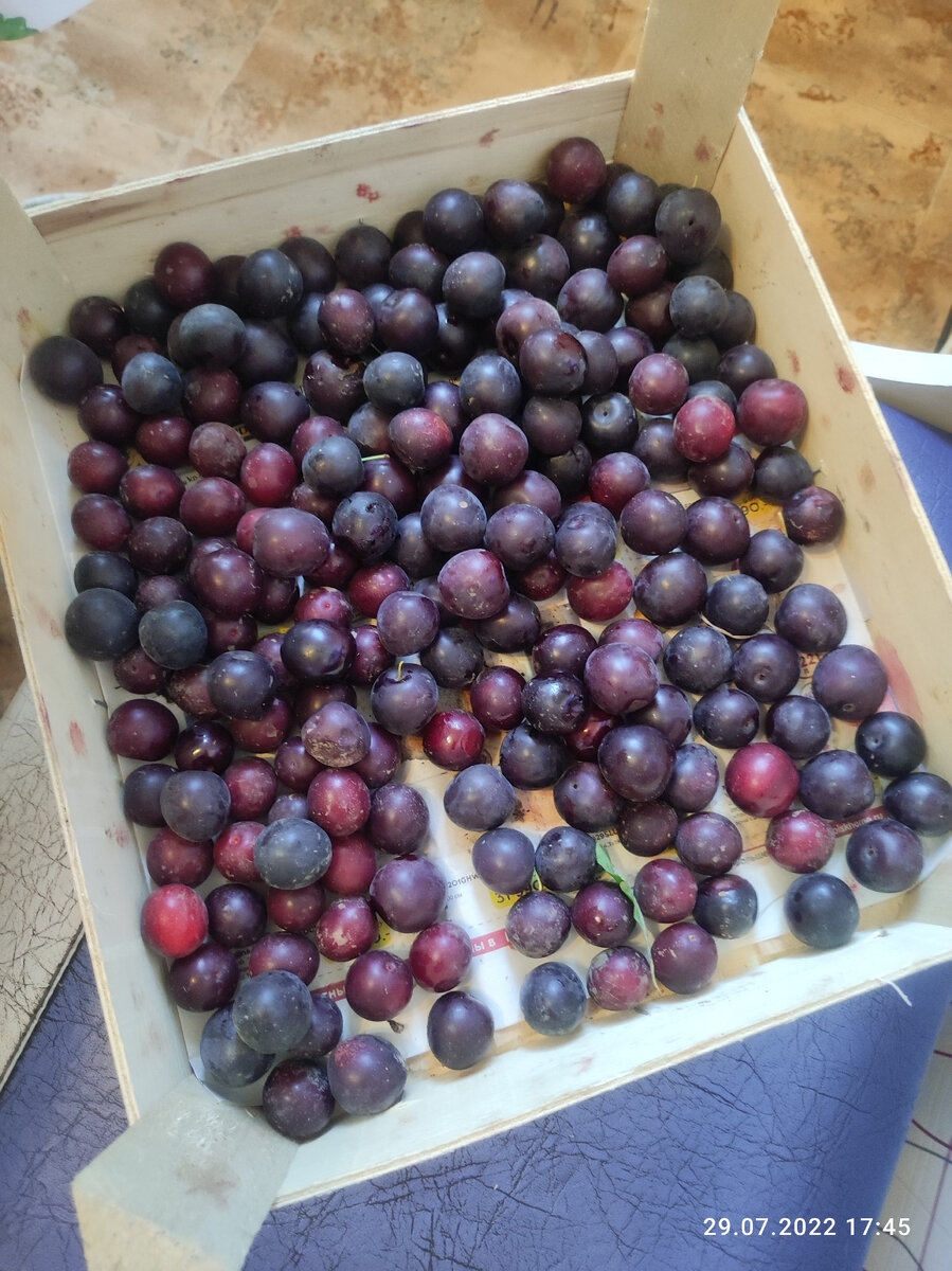 Алыча на даче.