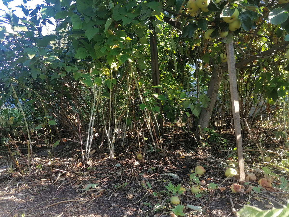 Стало намного лучше, можно отправлять собирать яблоки детей