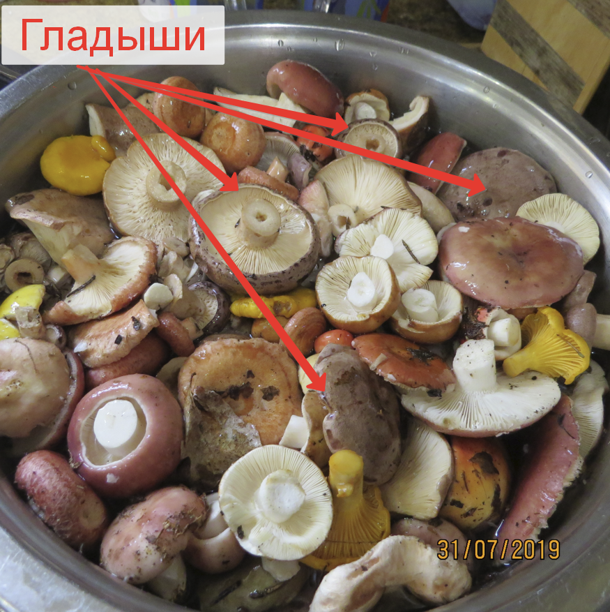 Грузди под гнетом. Рядовка грибы соленые. Рецепт засолки гладышей. Волнушки соленые холодным способом. Рядовки мариновка.