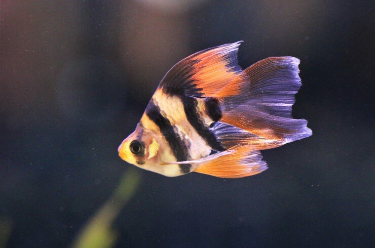 Суматранский барбус. Вуалевая форма