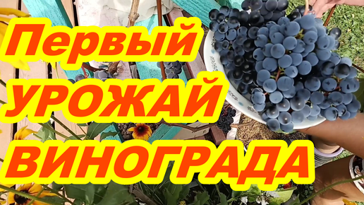 ПЕРВЫЙ урожай ВИНОГРАДА ! Урожай винограда на второй год после посадки лозы ! Как вырастить виноград !