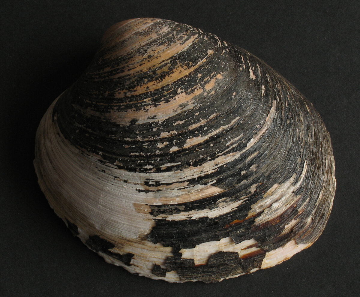 https://upload.wikimedia.org/wikipedia/commons/4/48/Arctica_islandica_Islandmuschel.jpg