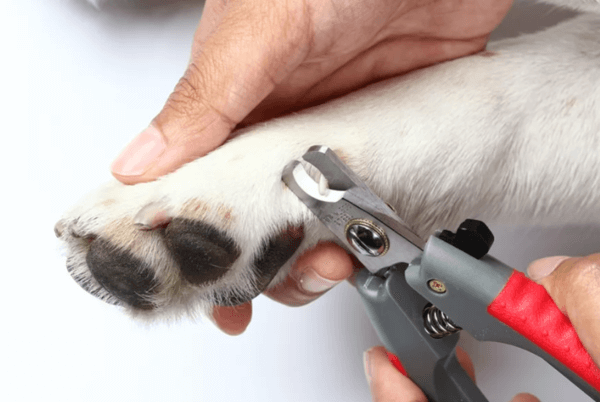 Имеется ввиду вот эти коготки