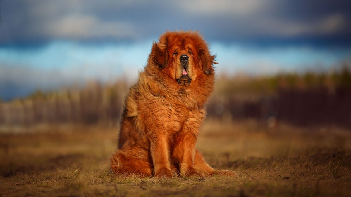 Самая большая собака – тибетский мастиф 