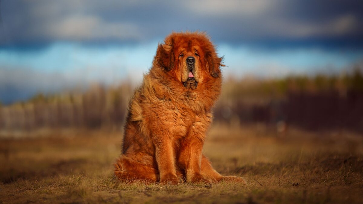 Топ-10 самых больших и тяжёлых породы собак в мире | Dog Breeds | Дзен