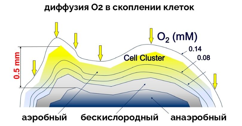 На приведенном рисунке показано удаление O2 до бескислородной зоны.