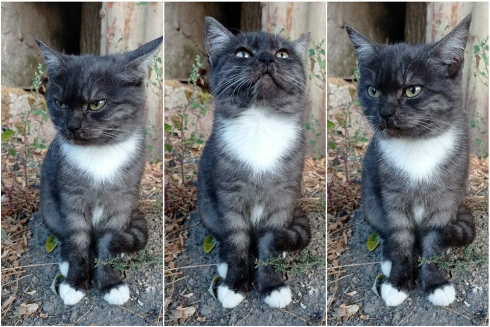     Глафира. Фото: Приют для животных «От сердца к сердцу»/VK