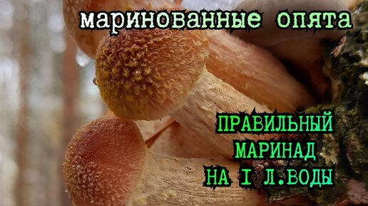 Маринованные опята! Маринад на 1 л.воды, честный и вкусный рецепт!