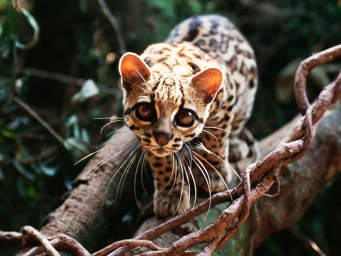 Источник фото: animalreader.ru