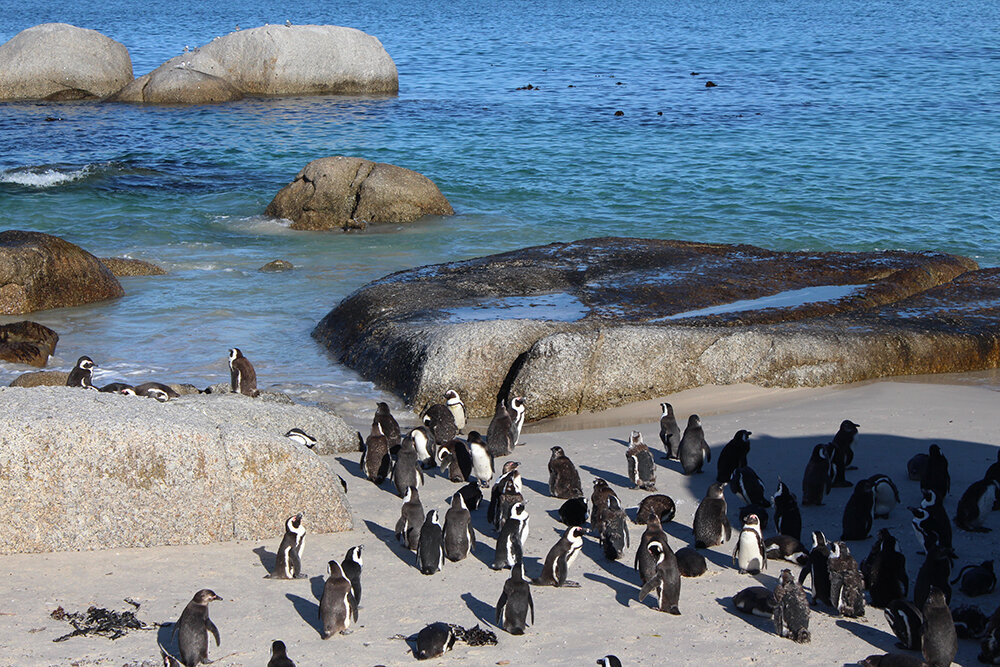 Пингвиний пляж Boulders. Фото автора. Листайте галерею, чтобы увидеть больше