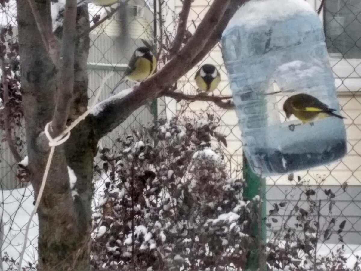 Синички и зеленушка